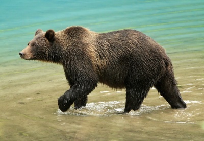 bear walking reference